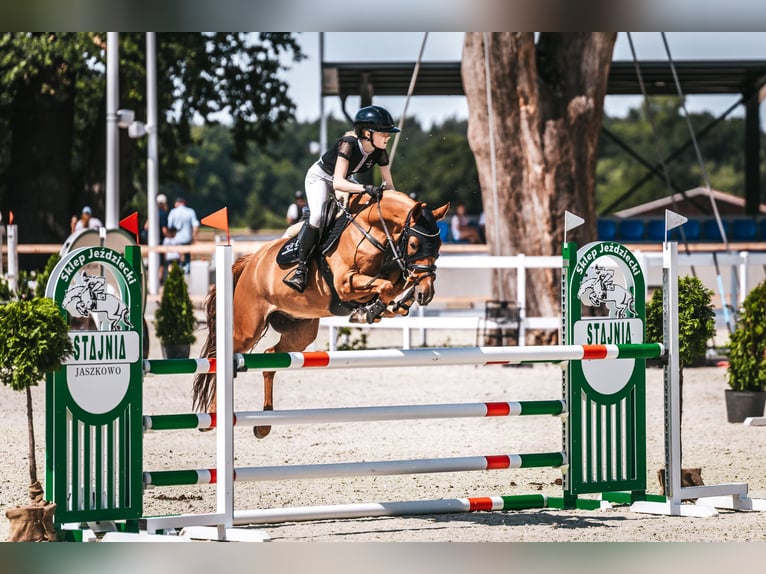 Polnisches Halbblut Wallach 7 Jahre 155 cm Fuchs in &#x141;&#xF3;d&#x17A;