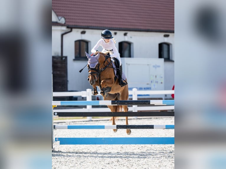 Polnisches Halbblut Wallach 7 Jahre 155 cm Fuchs in &#x141;&#xF3;d&#x17A;