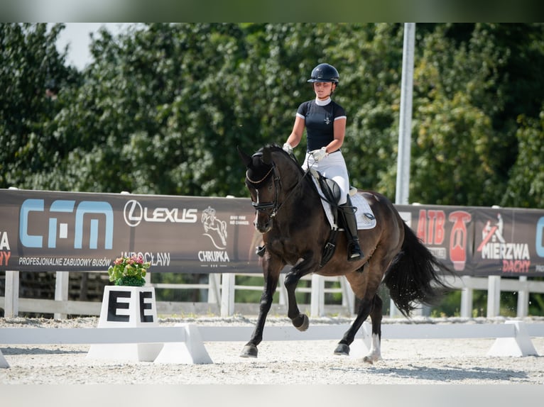 Polnisches Halbblut Wallach 7 Jahre 160 cm Rotbrauner in Gościszów Polnisches Halbblut Wallach 7 Jahre 160 cm Rotbrauner in Gościszów