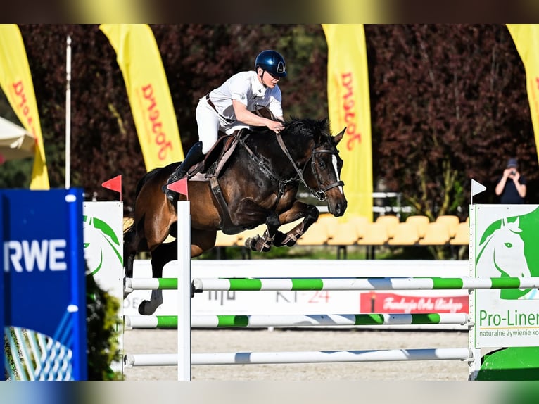 Polnisches Halbblut Wallach 7 Jahre 165 cm Schwarzbrauner in Stęszew