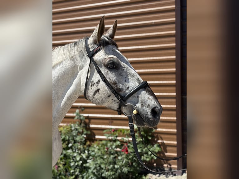 Polnisches Halbblut Wallach 7 Jahre 167 cm Tigerschecke in K&#x105;kolewice