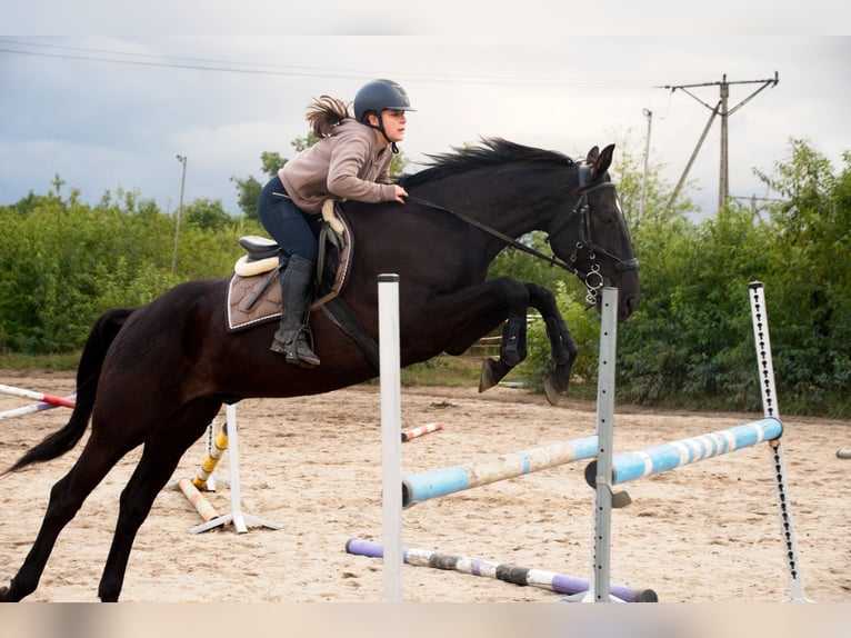 Polnisches Halbblut Wallach 7 Jahre 170 cm Rappe in Bierawa