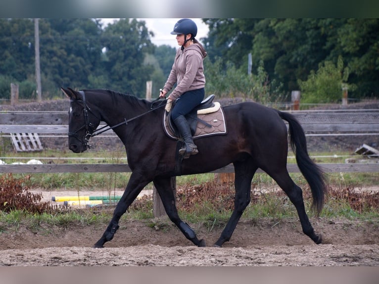 Polnisches Halbblut Wallach 7 Jahre 170 cm Rappe in Bierawa