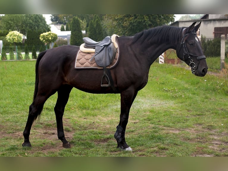 Polnisches Halbblut Wallach 7 Jahre 170 cm Rappe in Bierawa