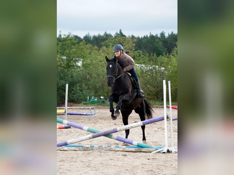 Polnisches Halbblut Wallach 7 Jahre 170 cm Rappe in Bierawa