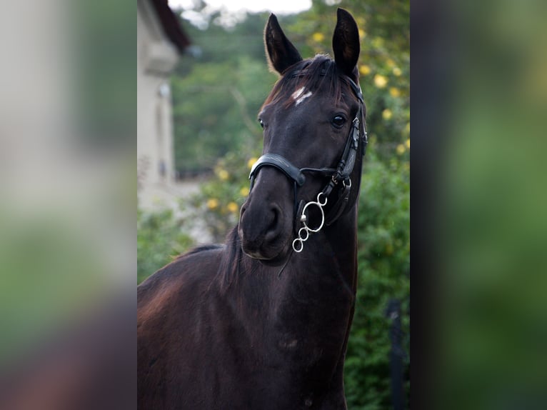 Polnisches Halbblut Wallach 7 Jahre 170 cm Rappe in Bierawa