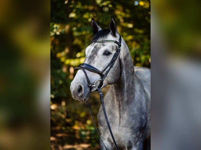 Polnisches Halbblut Wallach 7 Jahre 172 cm Schimmel in Lublin