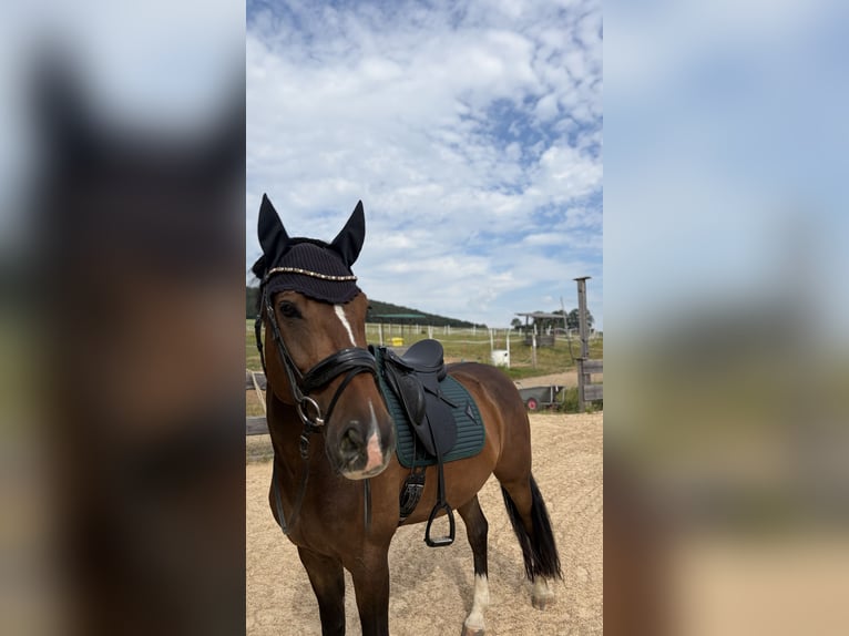 Polnisches Halbblut Wallach 7 Jahre 176 cm Brauner in FreystadtFreystadt