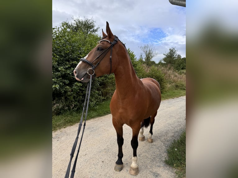 Polnisches Halbblut Wallach 7 Jahre 176 cm in LohmarLohmar