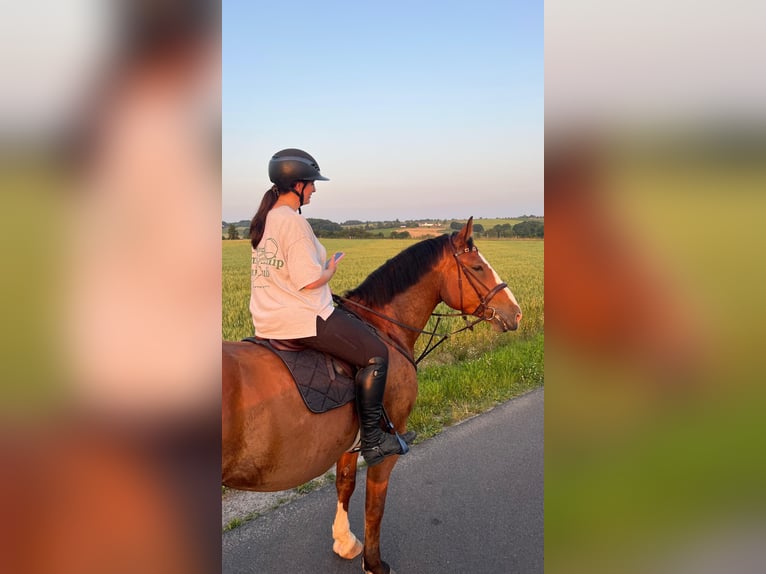 Polnisches Halbblut Wallach 7 Jahre 176 cm in LohmarLohmar