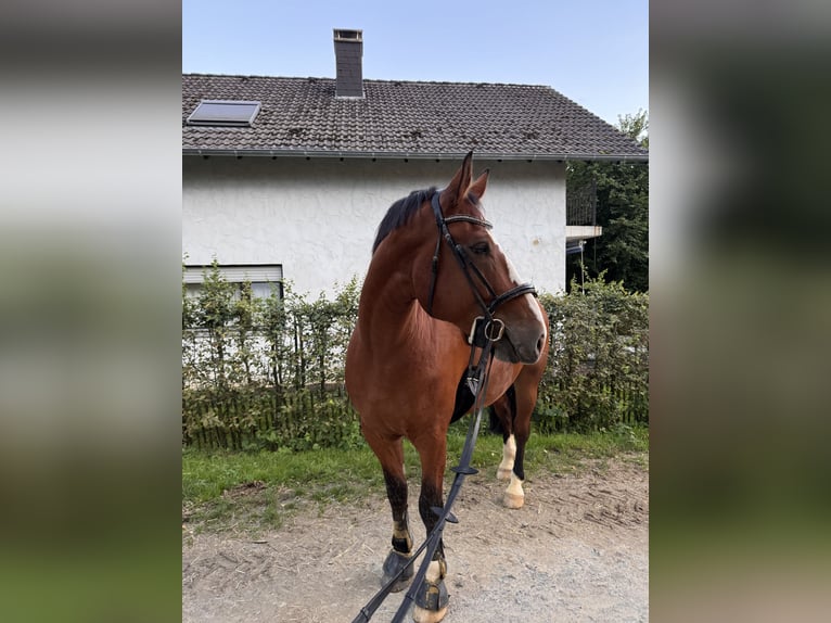 Polnisches Halbblut Wallach 7 Jahre 176 cm in LohmarLohmar