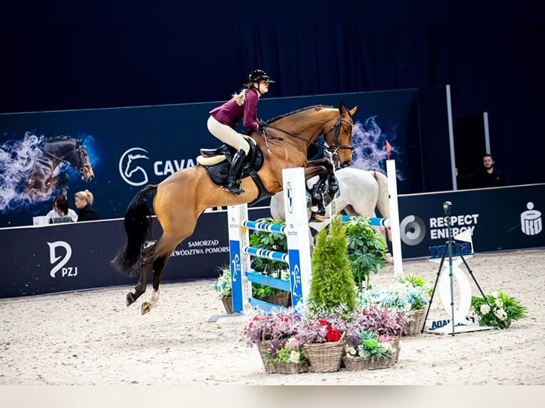 Polnisches Halbblut Wallach 7 Jahre Brauner in Piekło Dolne