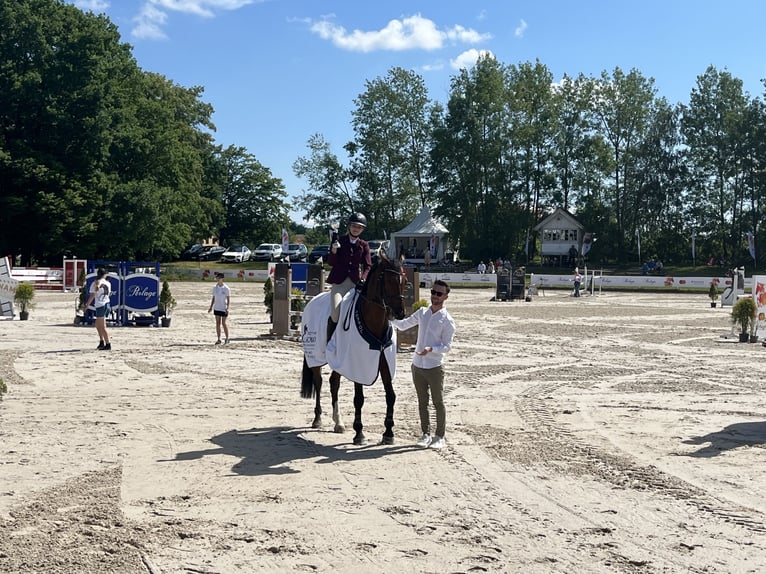 Polnisches Halbblut Wallach 7 Jahre Brauner in Piekło Dolne