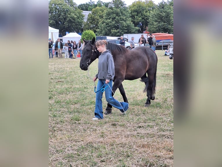 Polnisches Halbblut Wallach 8 Jahre 150 cm Rappe in Niederbrombach