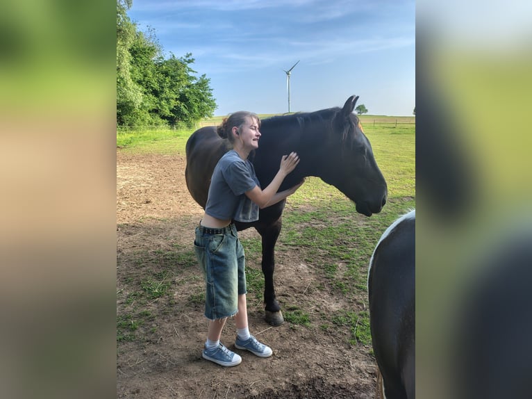 Polnisches Halbblut Wallach 8 Jahre 150 cm Rappe in Niederbrombach