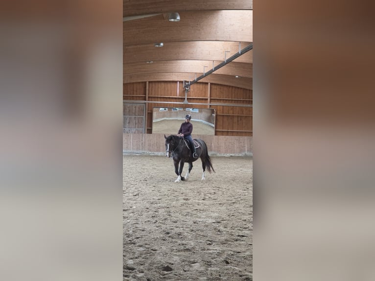 Polnisches Halbblut Wallach 8 Jahre 165 cm Brauner in Hamburg Veddel