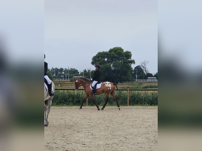 Polnisches Halbblut Wallach 8 Jahre 165 cm in Stary Dwór