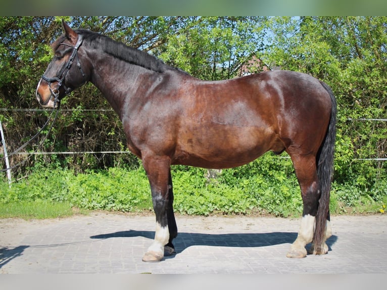 Polnisches Halbblut Wallach 8 Jahre 165 cm Dunkelbrauner in Lüchow