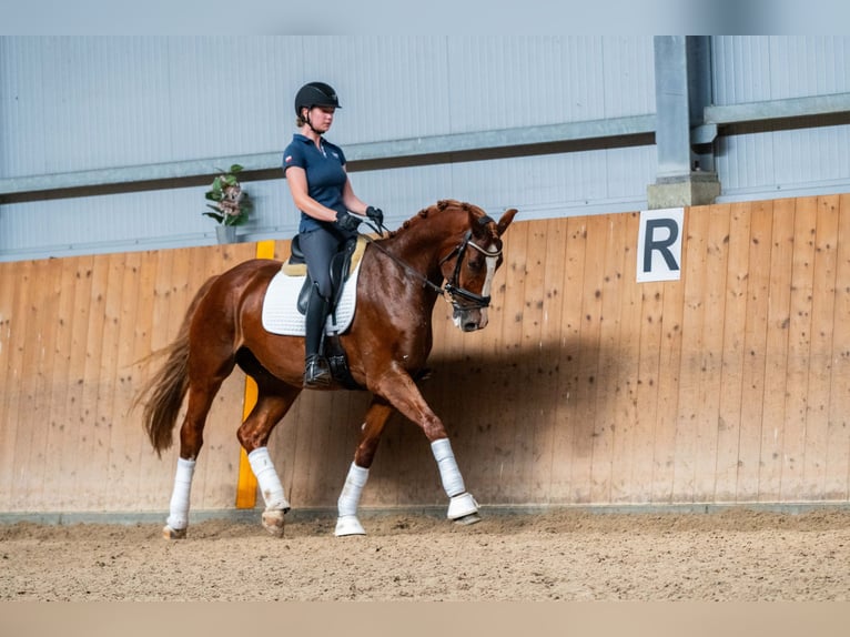 Polnisches Halbblut Wallach 8 Jahre 167 cm Fuchs in Ziemi&#x119;cice
