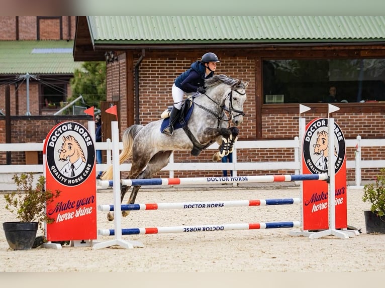 Polnisches Halbblut Wallach 8 Jahre 167 cm Schimmel in Wojnarowice