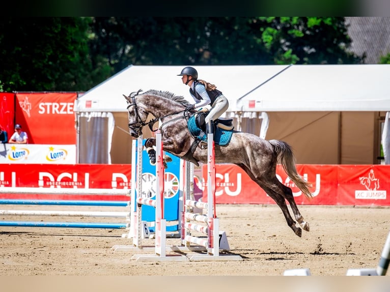 Polnisches Halbblut Wallach 8 Jahre 167 cm Schimmel in Wojnarowice