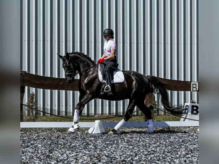 Polnisches Halbblut Wallach 8 Jahre 168 cm Rappe in Skrzatusz