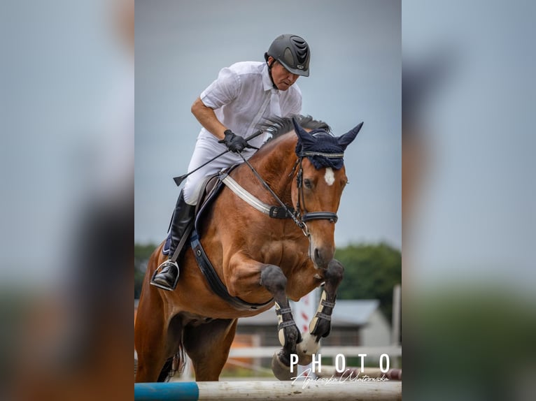 Polnisches Halbblut Wallach 8 Jahre 175 cm Brauner in Starogard Gdański