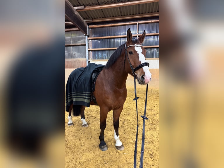 Polnisches Halbblut Wallach 8 Jahre 176 cm Brauner in Lohmar