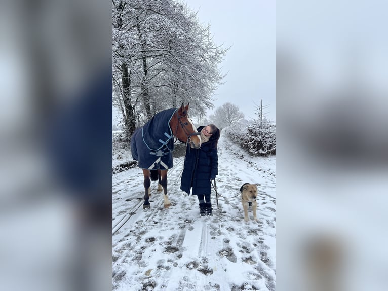 Polnisches Halbblut Wallach 8 Jahre 176 cm Brauner in Lohmar