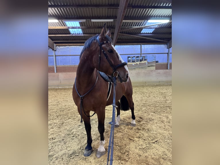 Polnisches Halbblut Wallach 8 Jahre 176 cm Brauner in Lohmar