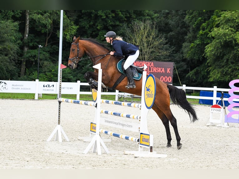 Polnisches Halbblut Wallach 8 Jahre 176 cm Brauner in &#x141;o&#x17A;nica