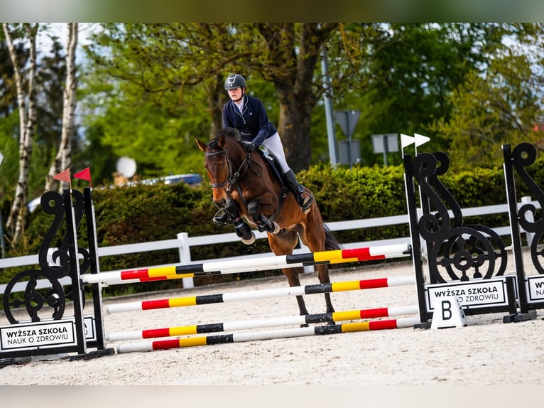 Polnisches Halbblut Wallach 8 Jahre 176 cm Brauner in Łoźnica
