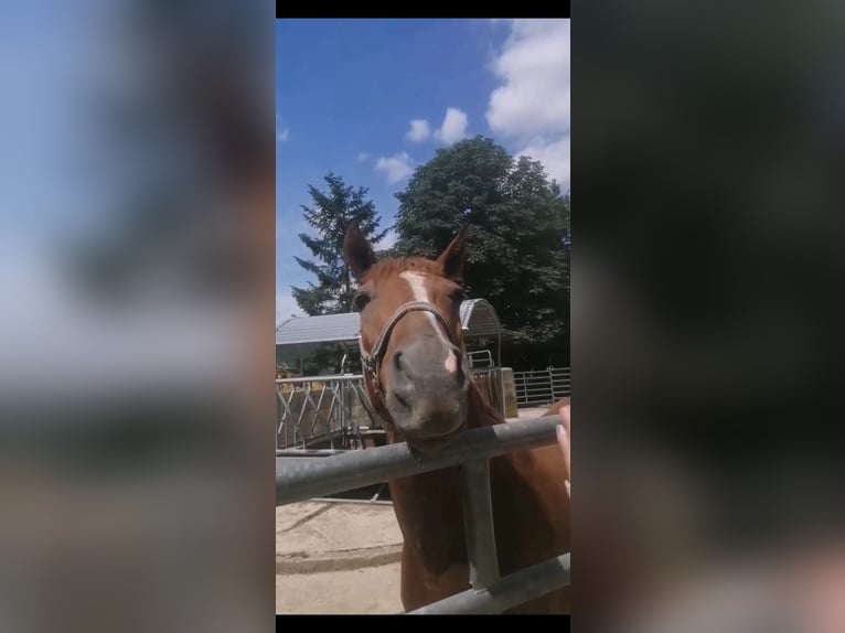 Polnisches Halbblut Wallach 9 Jahre 151 cm Fuchs in Nagold