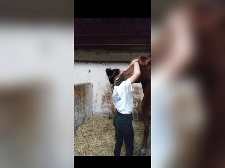 Polnisches Halbblut Wallach 9 Jahre 151 cm Fuchs in Nagold