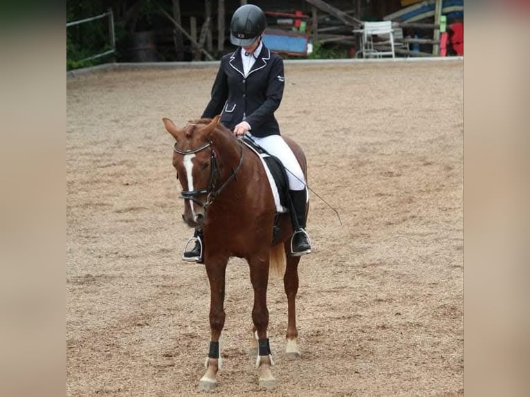 Polnisches Halbblut Wallach 9 Jahre 151 cm Fuchs in Nagold
