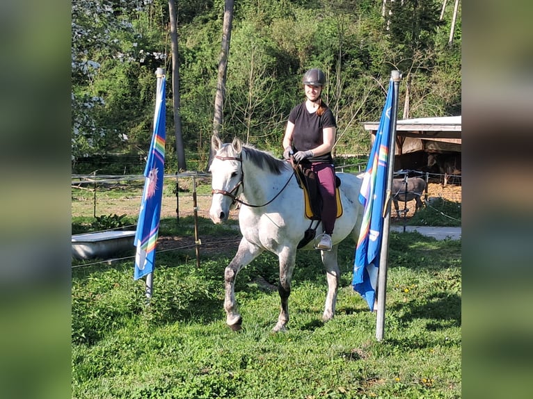 Polnisches Halbblut Wallach 9 Jahre 160 cm Schimmel in Bayerbach