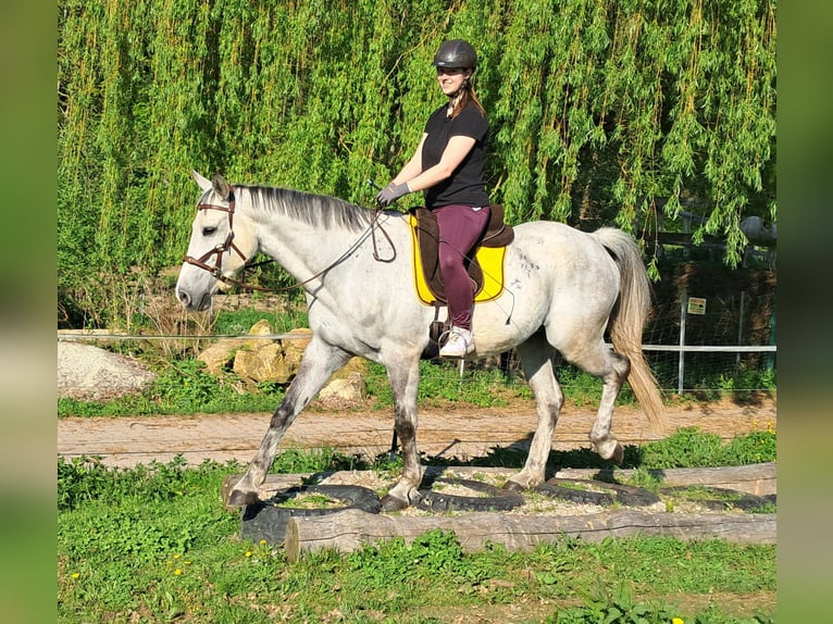 Polnisches Halbblut Wallach 9 Jahre 160 cm Schimmel in Bayerbach