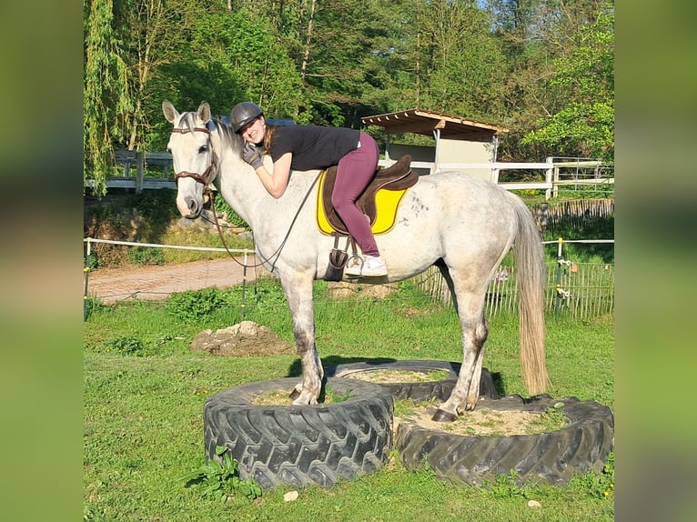 Polnisches Halbblut Wallach 9 Jahre 160 cm Schimmel in Bayerbach