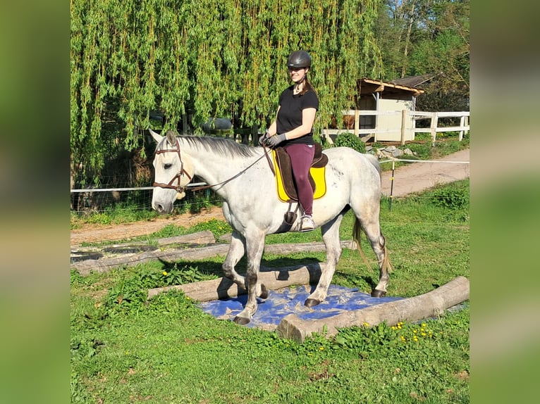 Polnisches Halbblut Wallach 9 Jahre 160 cm Schimmel in Bayerbach