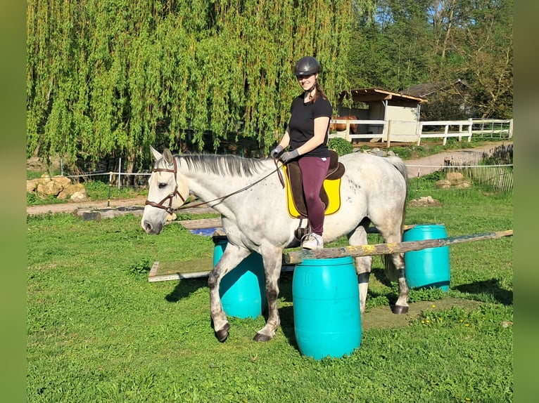 Polnisches Halbblut Wallach 9 Jahre 160 cm Schimmel in Bayerbach