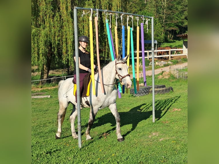 Polnisches Halbblut Wallach 9 Jahre 160 cm Schimmel in Bayerbach