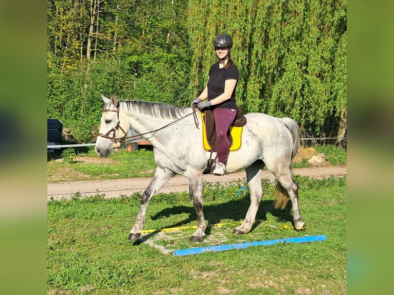 Polnisches Halbblut Wallach 9 Jahre 160 cm Schimmel in Bayerbach