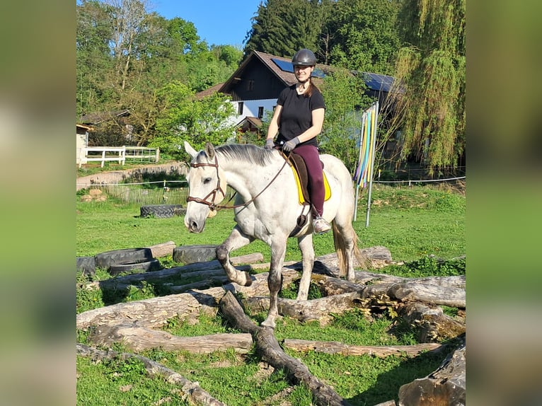 Polnisches Halbblut Wallach 9 Jahre 160 cm Schimmel in Bayerbach