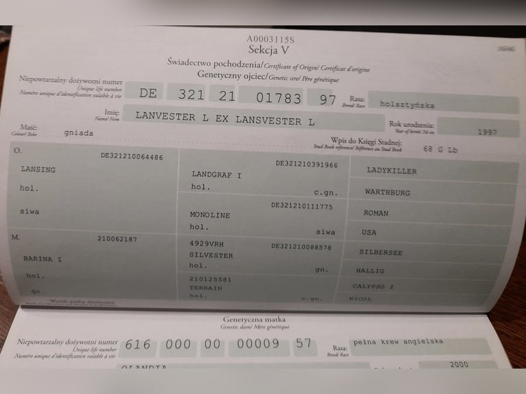 Polnisches Halbblut Wallach 9 Jahre 162 cm Rotbrauner in &#x17B;elaz&#xF3;w