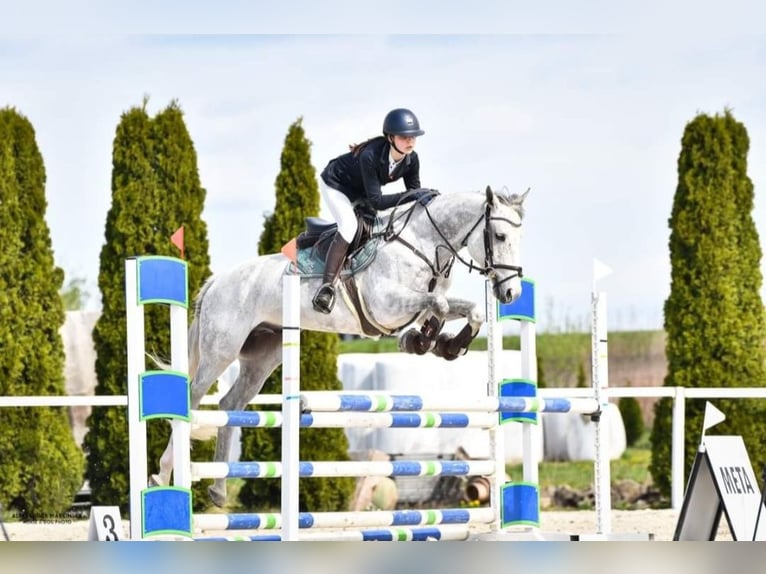 Polnisches Halbblut Wallach 9 Jahre 165 cm Schimmel in Wilkowice