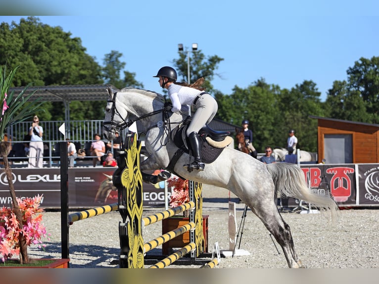 Polnisches Halbblut Wallach 9 Jahre 165 cm Schimmel in Wojnarowice