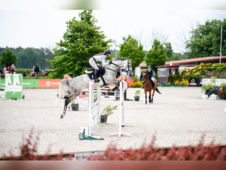 Polnisches Halbblut Wallach 9 Jahre 165 cm Schimmel in Wojnarowice