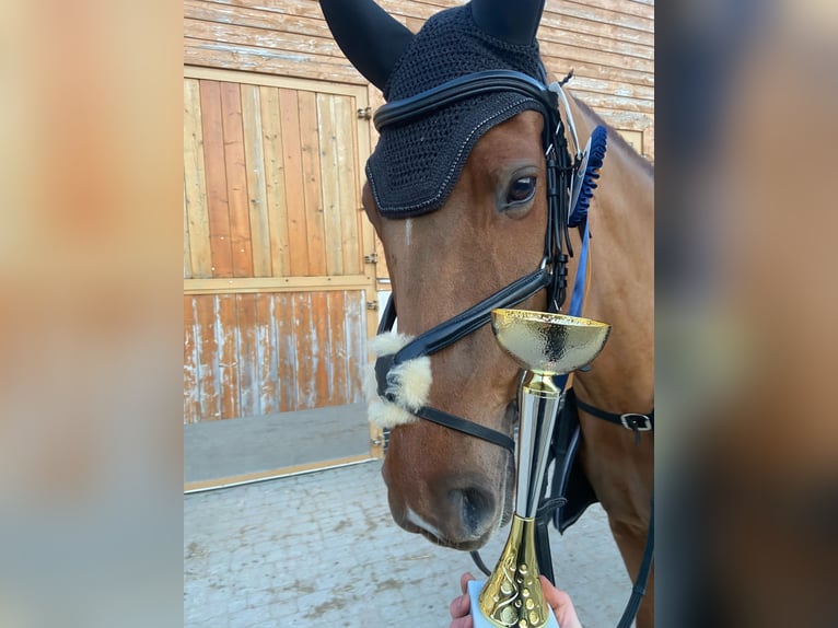 Polnisches Halbblut Wallach 9 Jahre 166 cm Fuchs in Gdańsk
