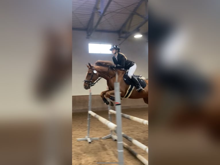 Polnisches Halbblut Wallach 9 Jahre 166 cm Fuchs in Gdańsk