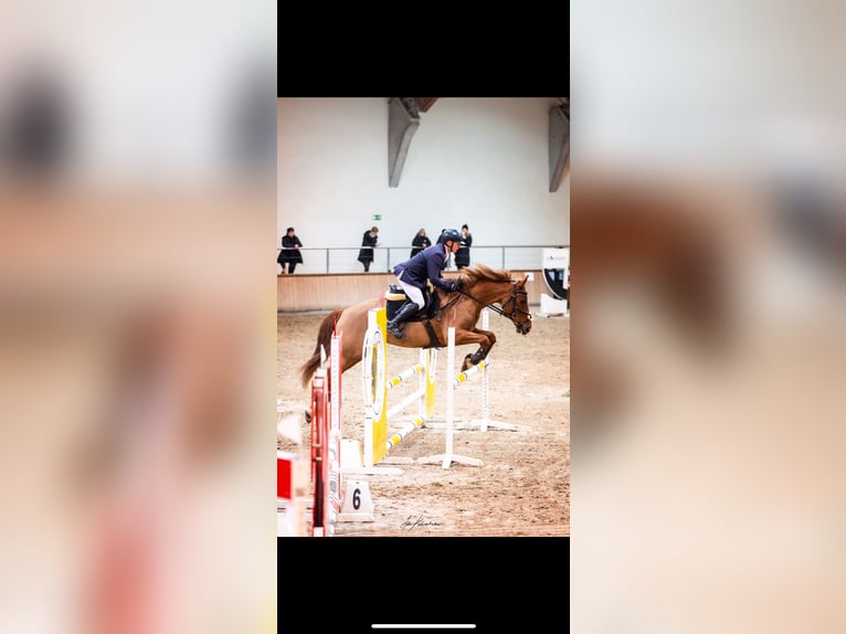 Polnisches Halbblut Wallach 9 Jahre 166 cm Fuchs in Gdańsk